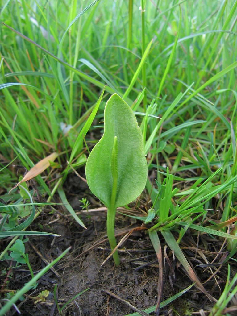 Ophioglossum vulgatum